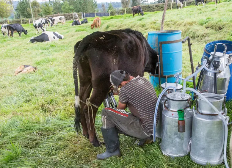 Sector ganadero colombiano logra exportaciones récord por USD 94 millones en el primer bimestre de 2025