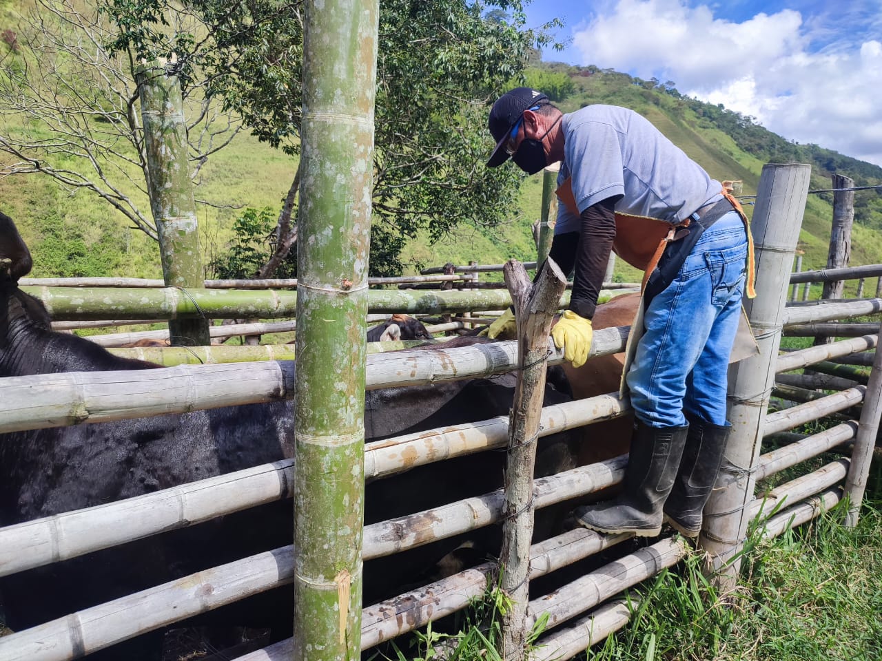 Estas son las 4 razones por las que se lleva a cabo la vacunación contra aftosa, brucelosis y rabia de origen silvestre en Colombia