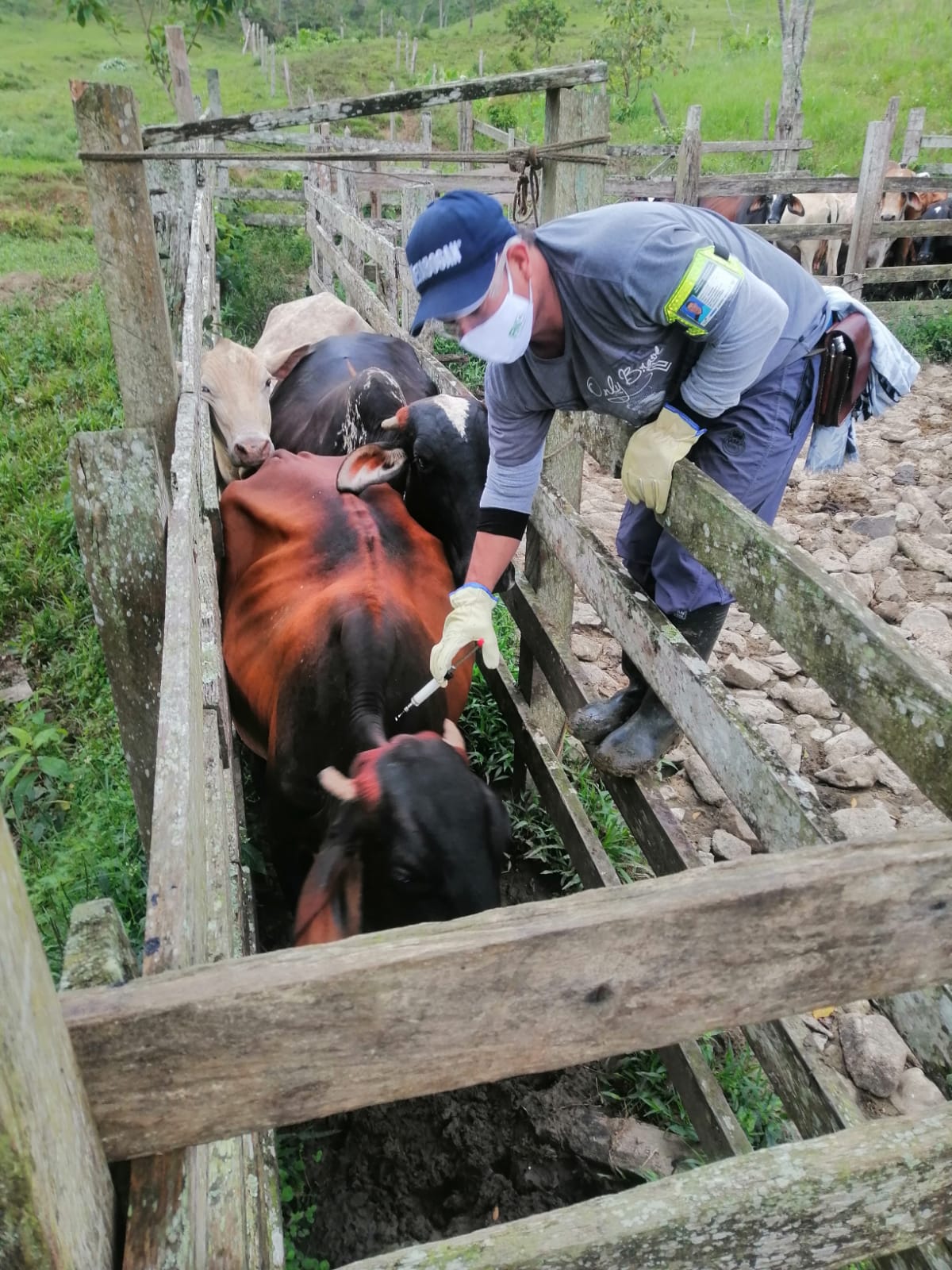 ES NOTICIA! Entre bovinos y bufalinos han sido inmunizados 28,3 millones de ejemplares durante el primer Ciclo de Vacunación 2025