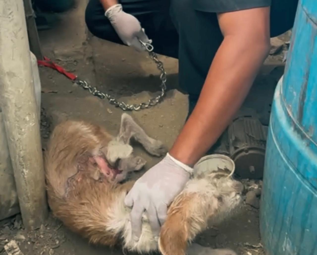 Actuación inmediata de la Personería de Santa Marta logra rescate de dos caninos que padecían por maltrato animal