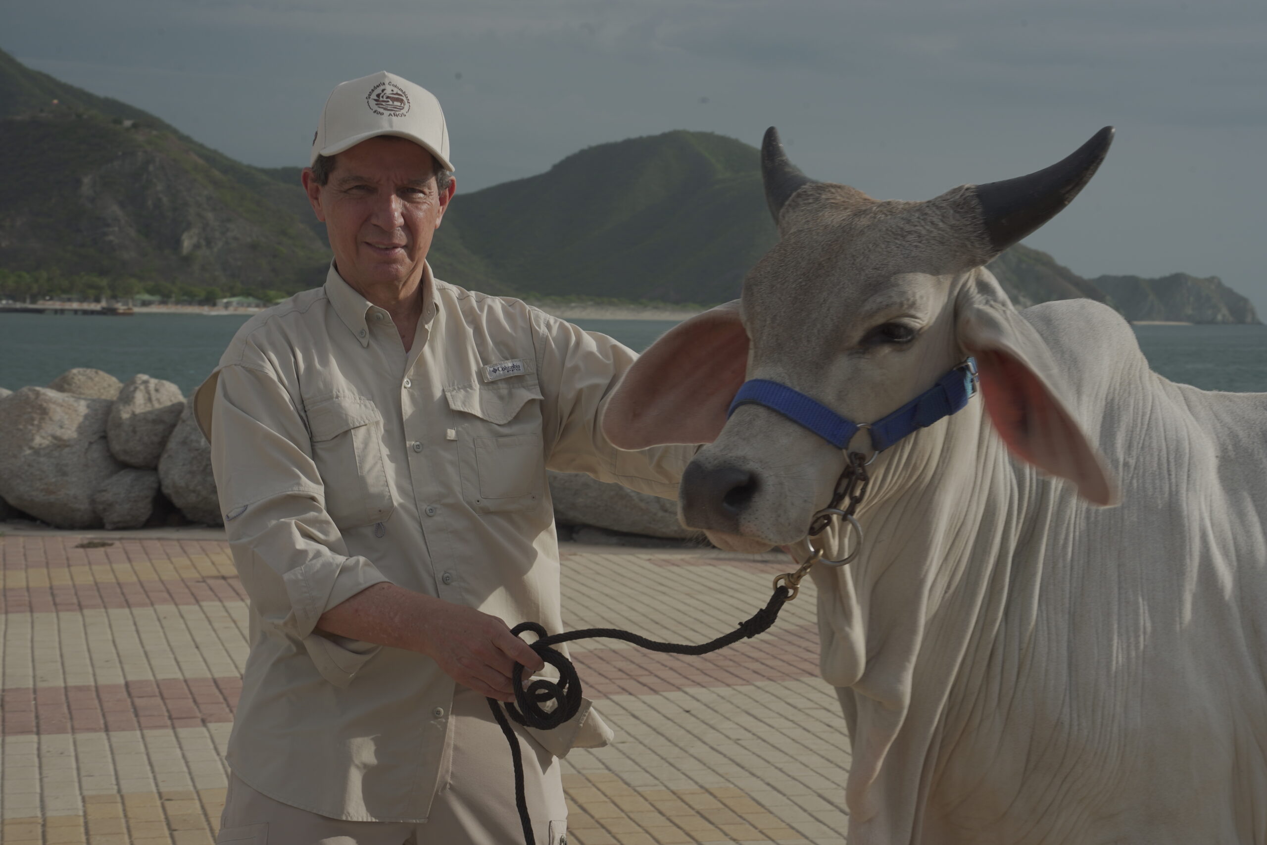 Con Gira Técnica Nacional y subasta de ganado frente al mar, FEDEGÁN celebrará 500 años de la llegada de los primeros bovinos a Colombia