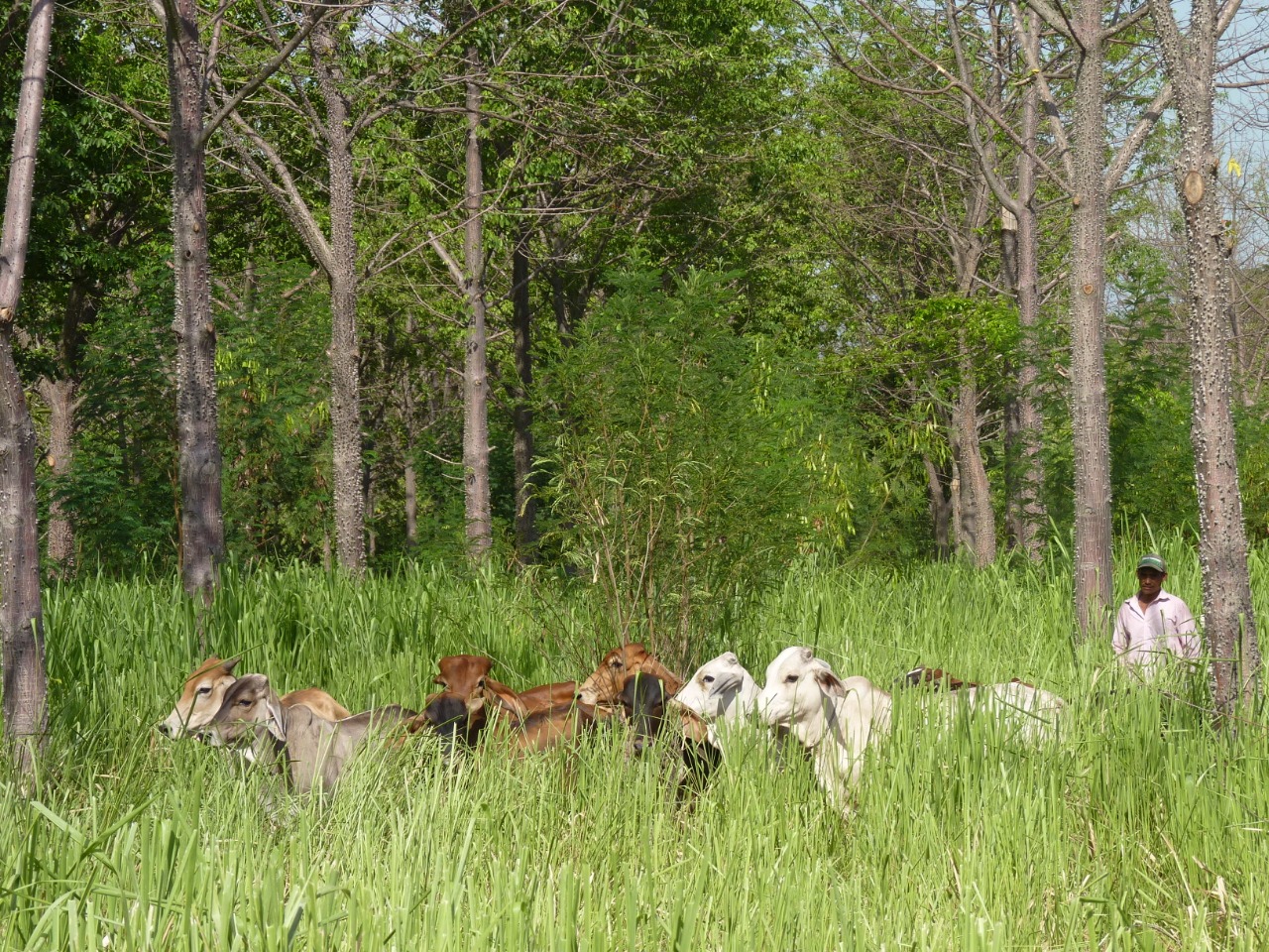 FEDEGÁN comparte el Frontiers Planet Prize con investigador de la Universidad de Colorado como coautora de investigación sobre sostenibilidad