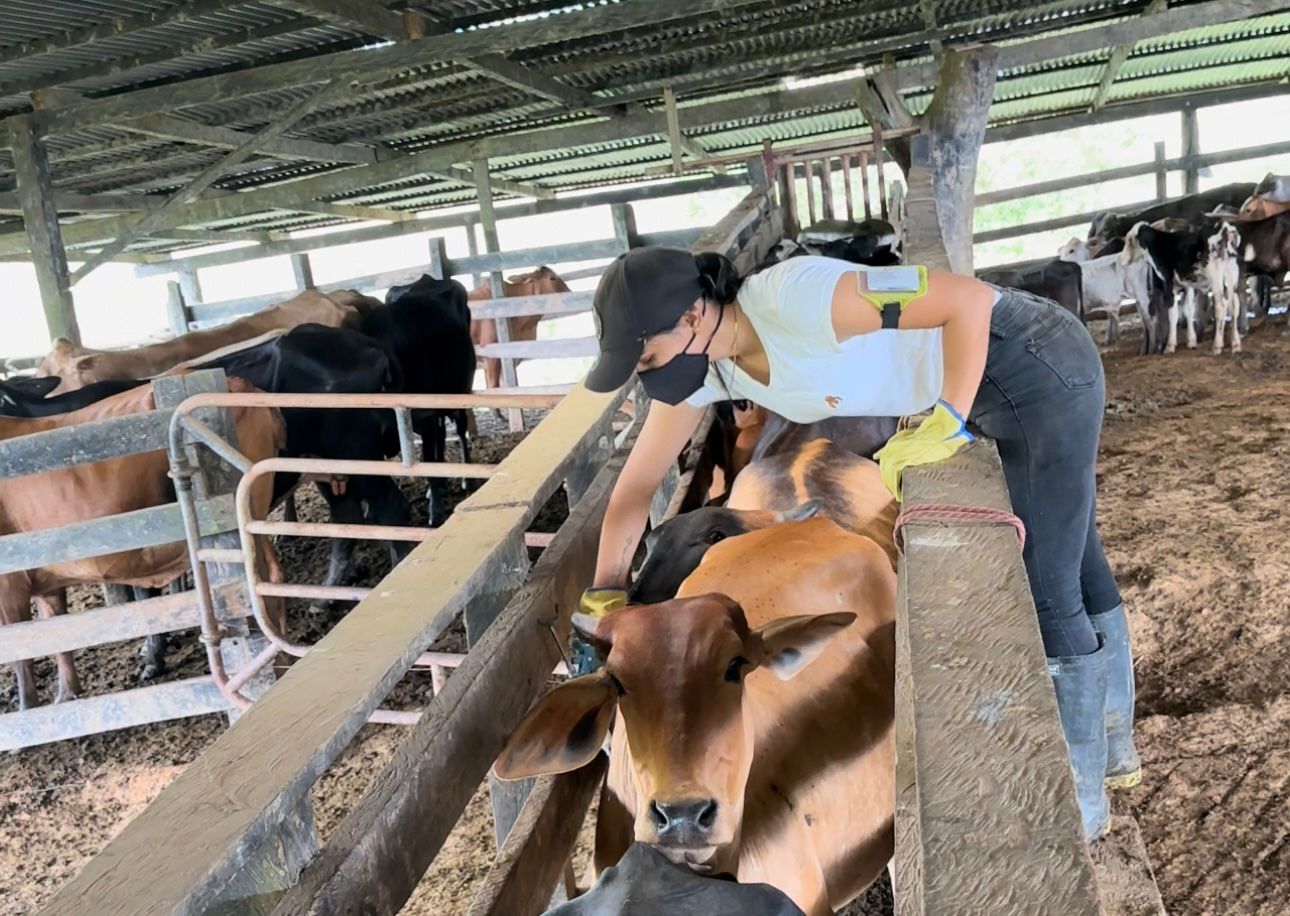 La meta es vacunar más de 30 MILLONES de bovinos y bufalinos: ICA y FEDEGÁN impulsan segundo ciclo de 2025 contra aftosa, brucelosis y rabia