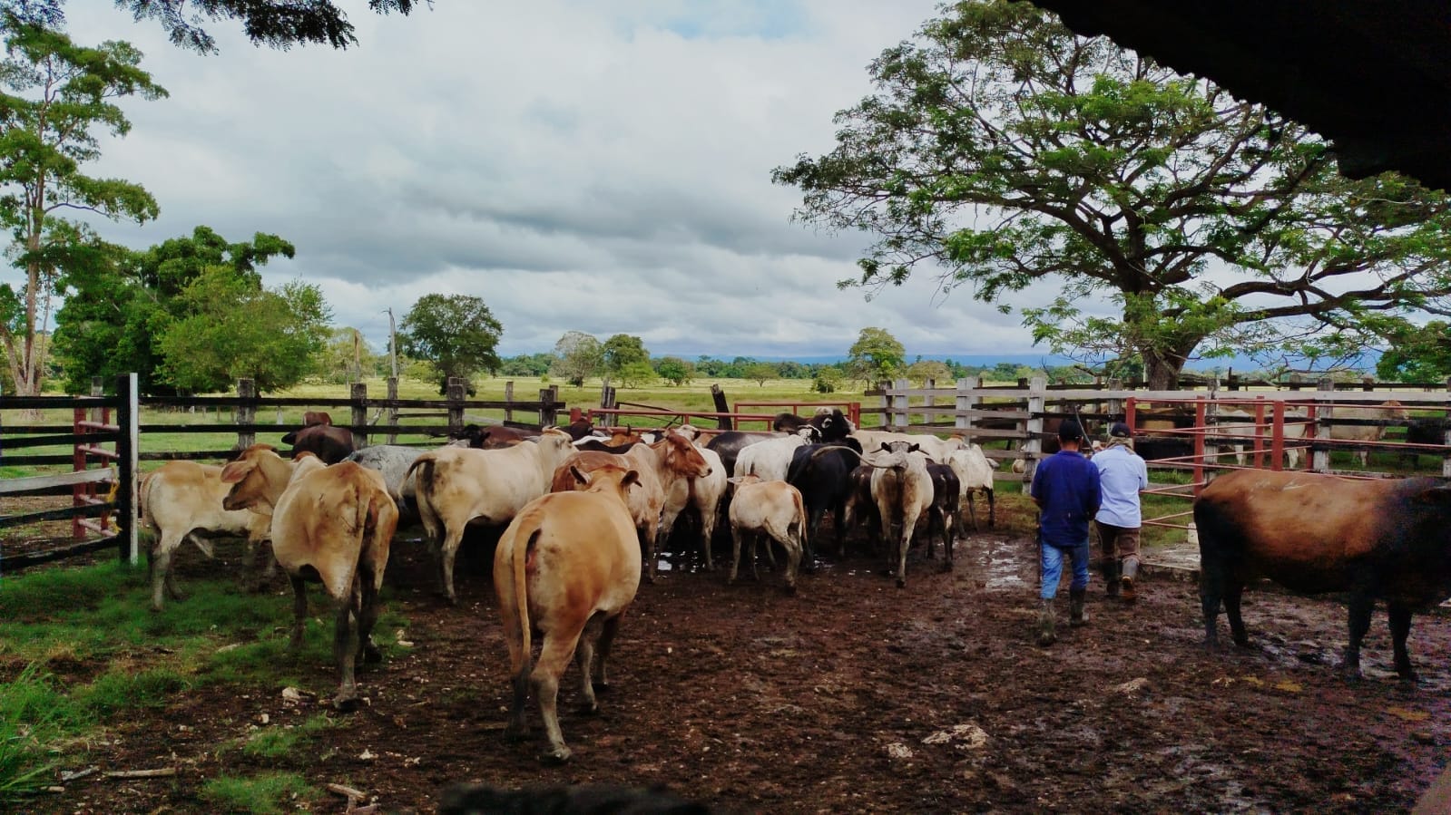 Campaña sanitaria contra aftosa va “volando”: a la fecha ha sido inmunizado el 19 % del hato bovino y bufalino del país