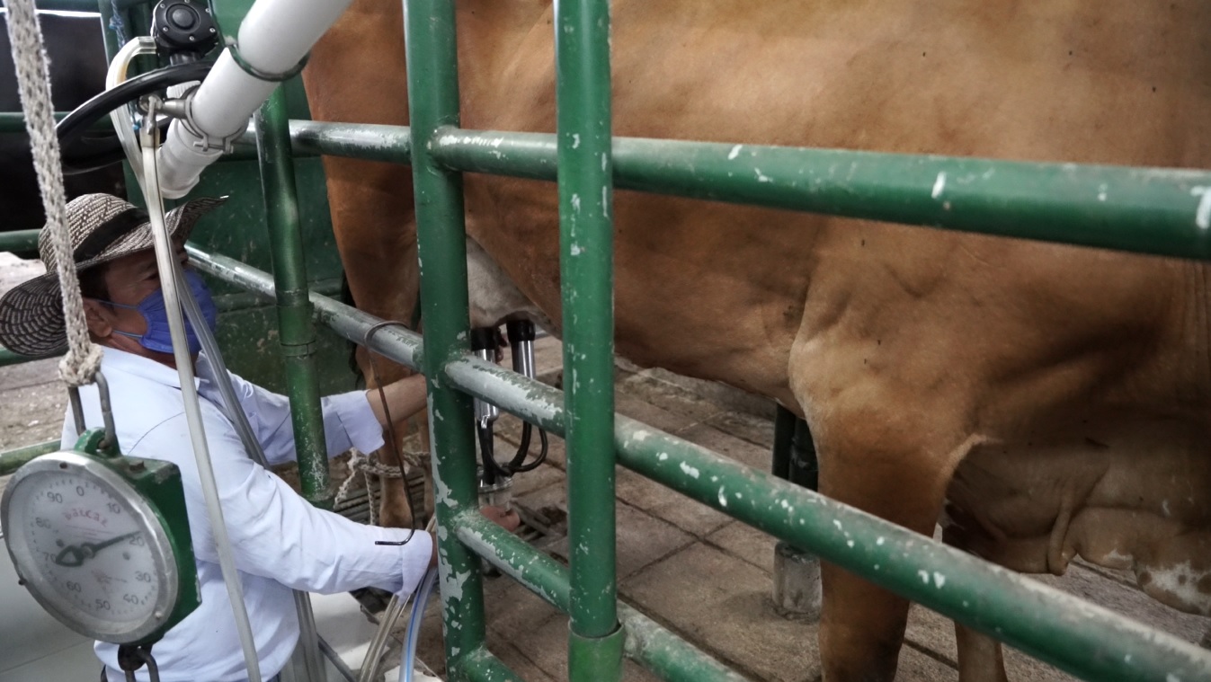 Para FEDEGÁN es insuficiente el incremento del precio de la leche y hace llamado al gobierno; hay desbalance en costos y mano de obra