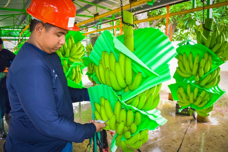 Revaluación del peso pone en jaque al sector bananero colombiano: ASBAMA alerta sobre grave pérdida de competitividad