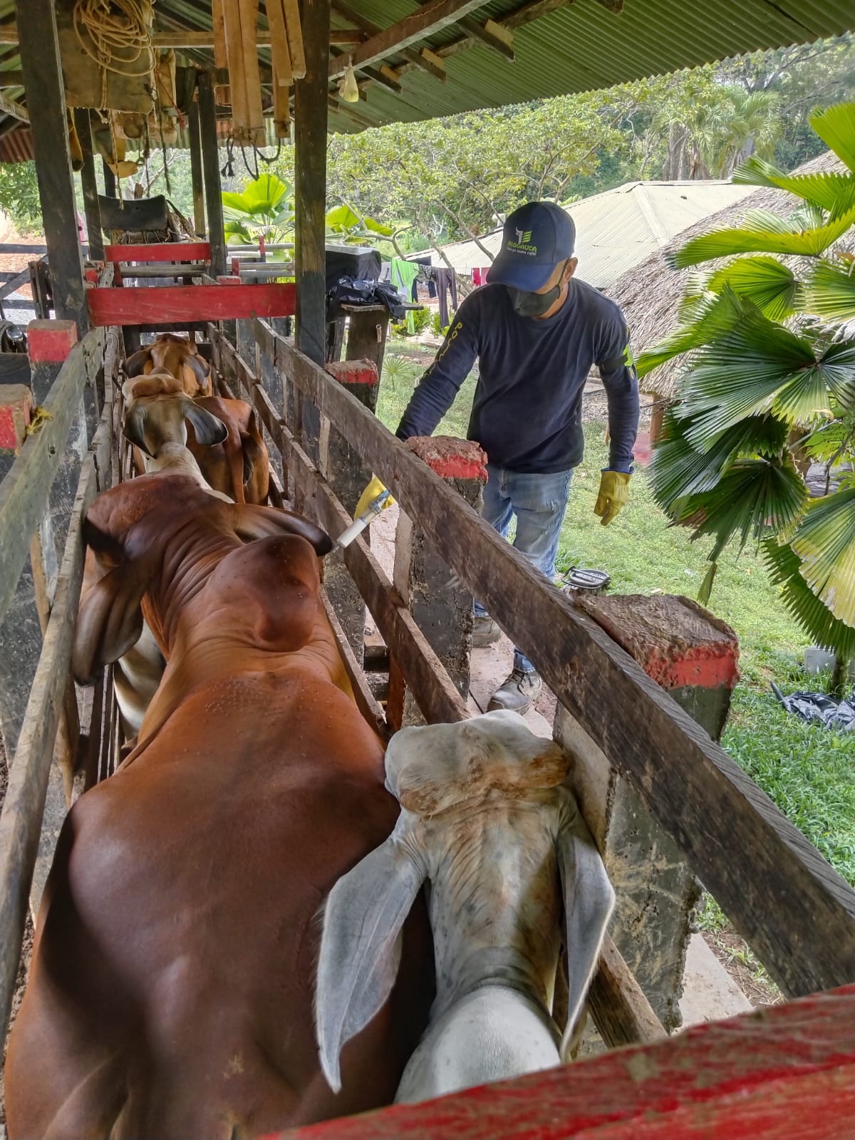Ciclo I de 2026 ha vacunado contra fiebre aftosa el 34,3 % del hato ganadero colombiano