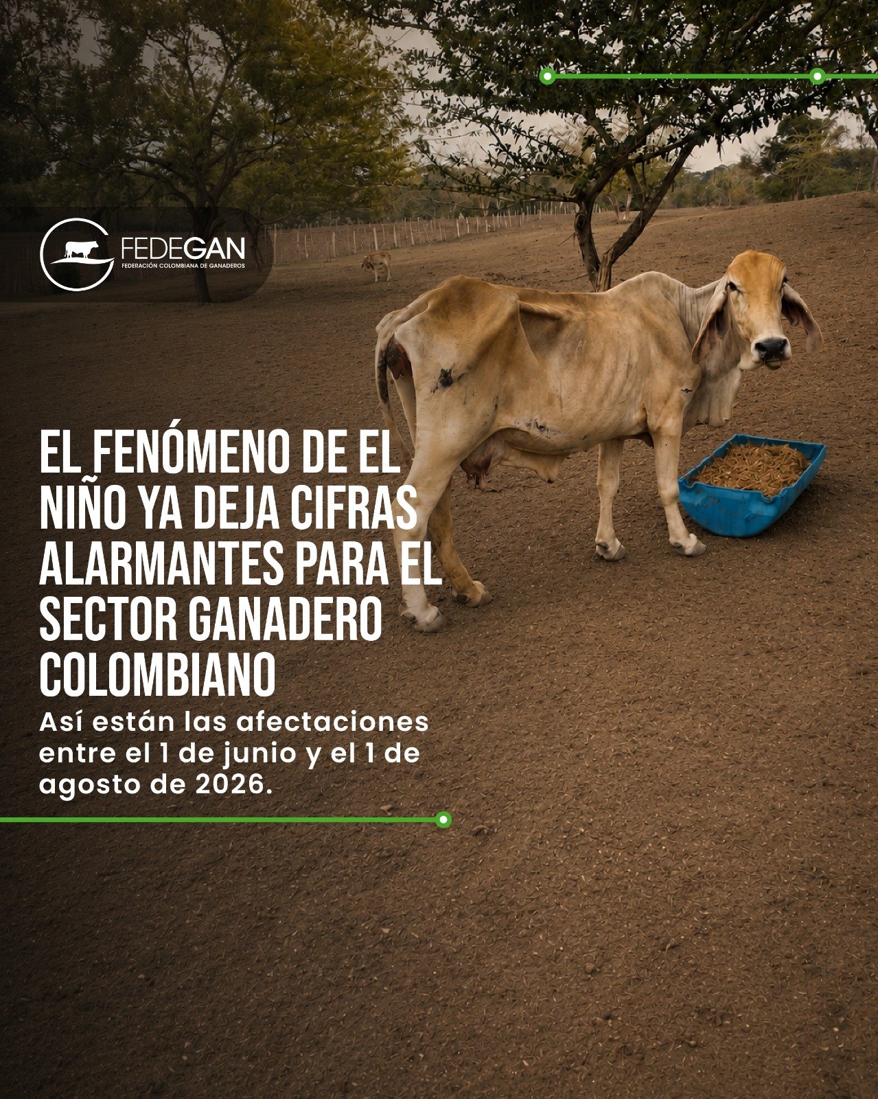 El Niño ha dejado pérdidas por $47.000 millones al sector ganadero: 9865 animales muertos y más de 330.000 bovinos desplazados