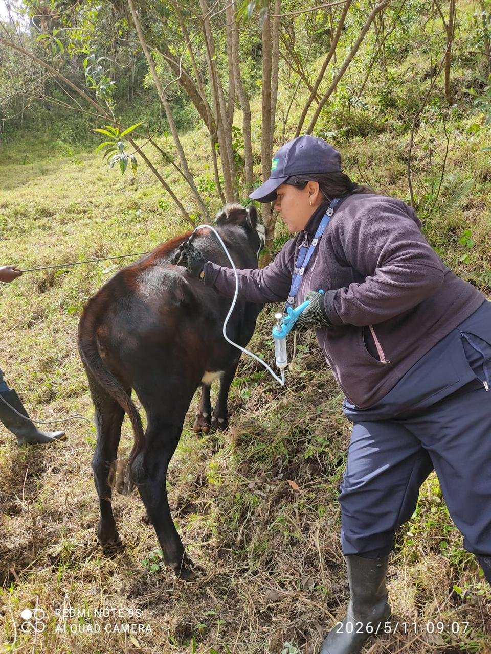 ¡Campaña sanitaria casi perfecta! FEDEGÁN e ICA vacunaron contra aftosa el 99 % del hato bovino y bufalino de Colombia